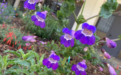 Beautiful Blooms